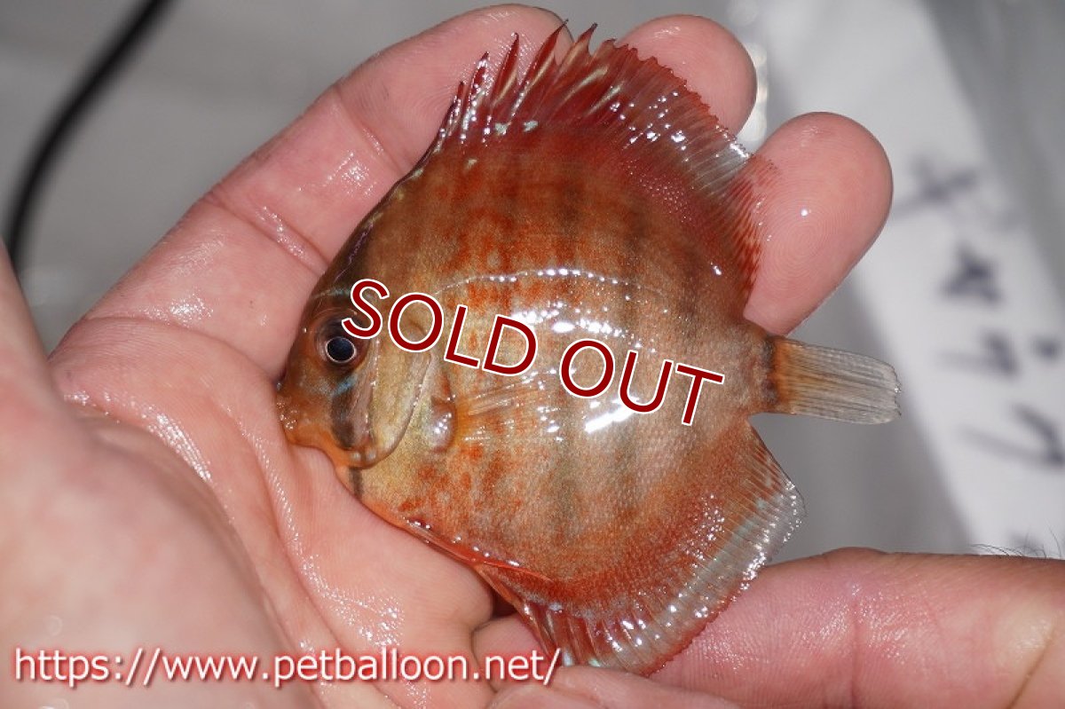 画像2: 【ディスカス】ギャラクシーフレーム【５匹】【サンプル画像】6cm（生体）ペナン　ブリーダーTAN CHEE LOK (2)