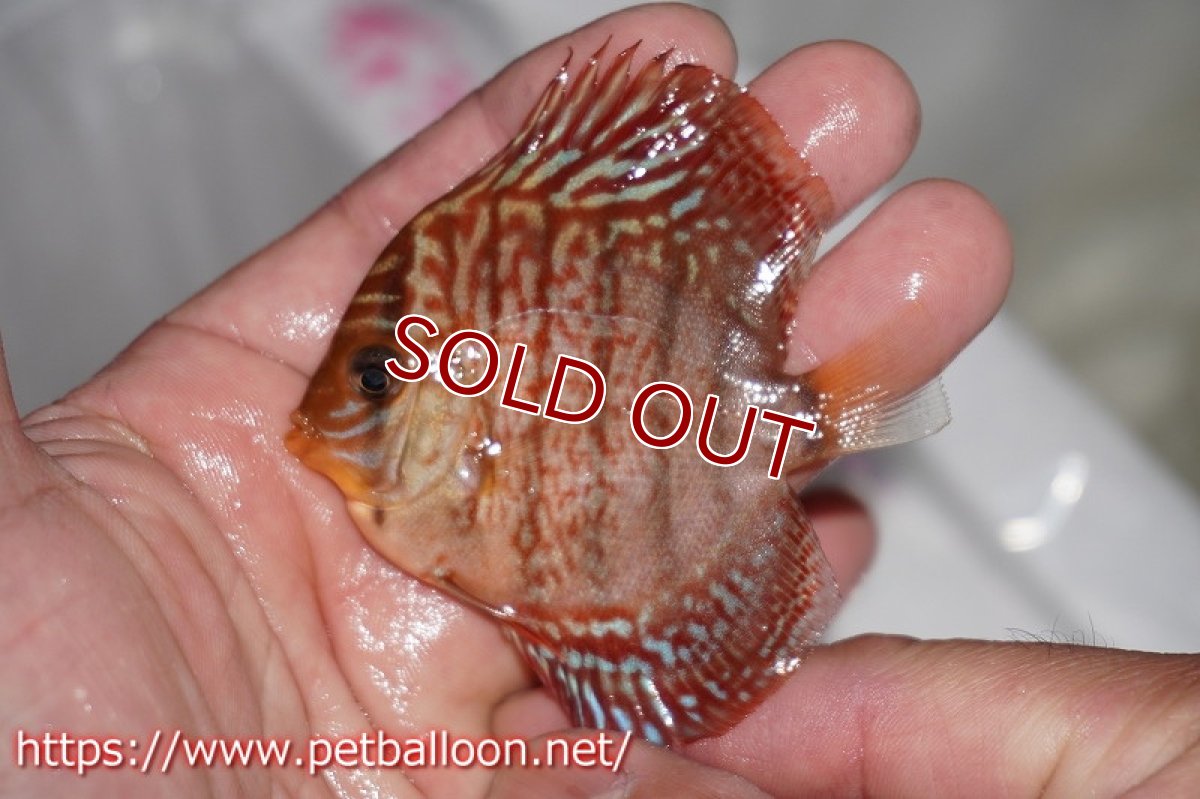 画像2: 【ディスカス】ギャラクシーターコイズ【１匹】【サンプル画像】6cm（生体）ペナン　ブリーダーTAN CHEE LOK (2)