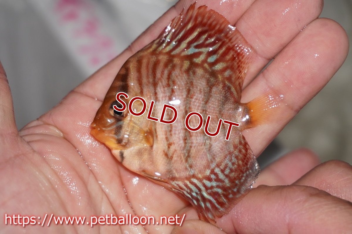 画像3: 【ディスカス】ギャラクシーターコイズ【１匹】【サンプル画像】6cm（生体）ペナン　ブリーダーTAN CHEE LOK (3)