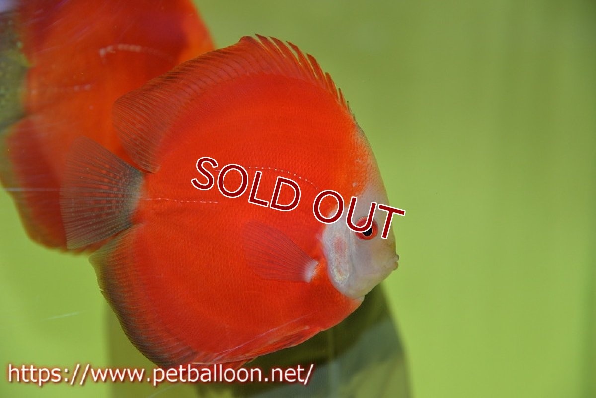 画像2: 【ディスカス】レッドゴールドダイヤモンド【１匹】【サンプル画像】12-13cm（生体）ペナン　ブリーダーTAN CHEE LOK (2)