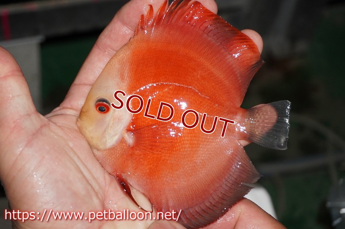 画像3: 【ディスカス】レッドゴールドダイヤモンド【１匹】【サンプル画像】12-13cm（生体）ペナン　ブリーダーTAN CHEE LOK (3)