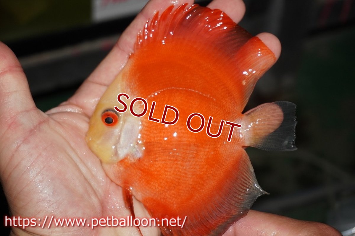 画像4: 【ディスカス】レッドゴールドダイヤモンド【１匹】【サンプル画像】12-13cm（生体）ペナン　ブリーダーTAN CHEE LOK (4)