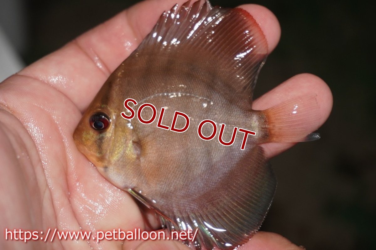 画像5: 【ディスカス】ワイルドクロススーパーレッドF2【１匹】【サンプル画像】6cm （生体） (5)