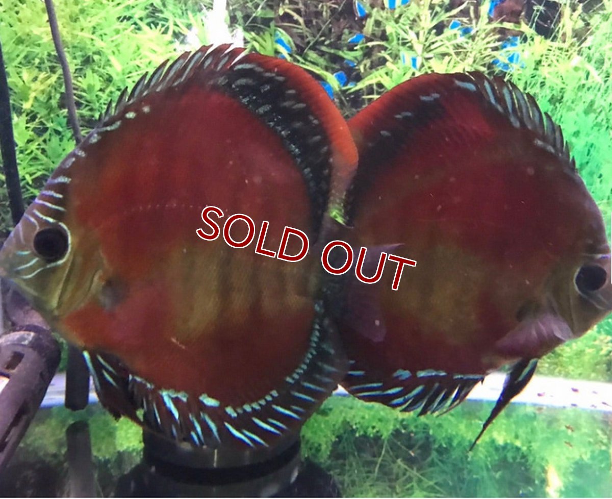 画像6: 【ディスカス】ワイルドクロススーパーレッドF2【１匹】【サンプル画像】6cm （生体） (6)