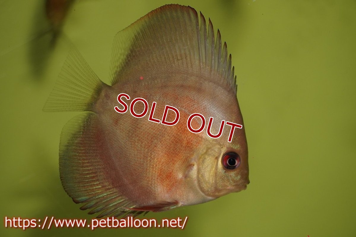 画像2: 【ディスカス】ワイルドクロススーパーレッドF2【3匹】【サンプル画像】6cm （生体） (2)