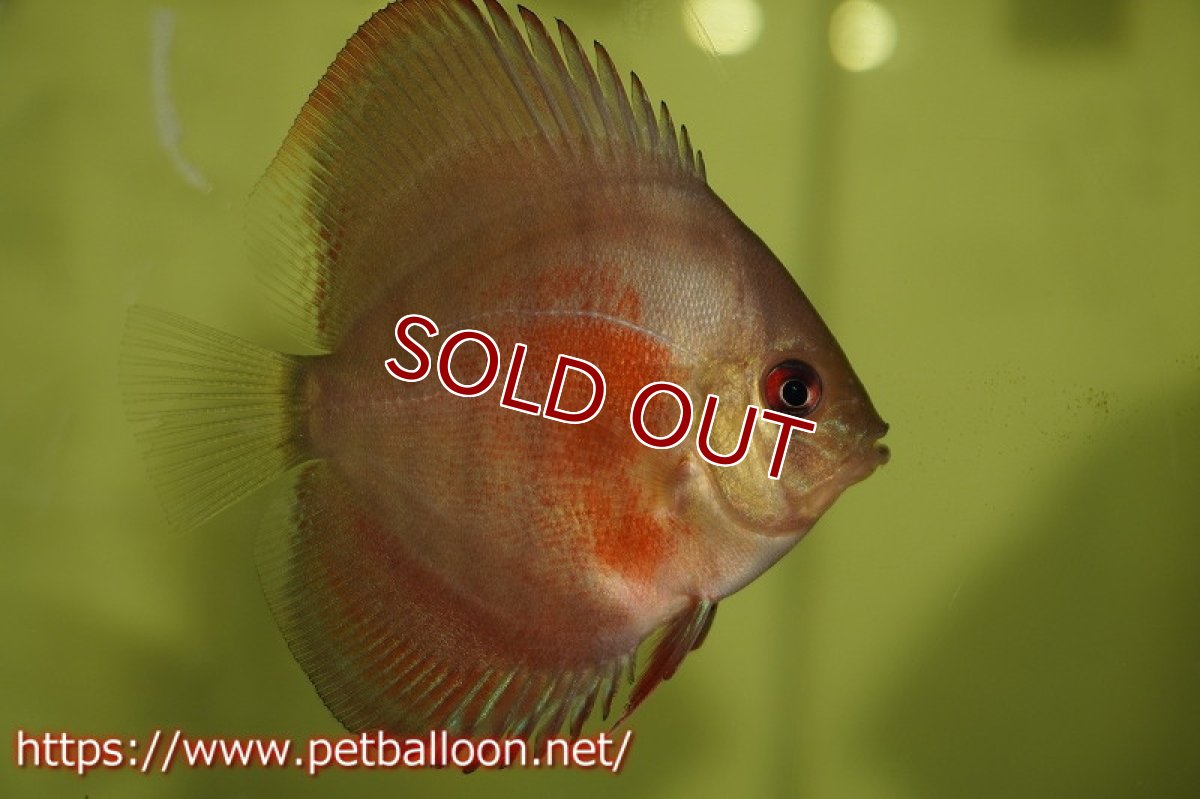 画像3: 【ディスカス】ワイルドクロススーパーレッドF2【3匹】【サンプル画像】6cm （生体） (3)