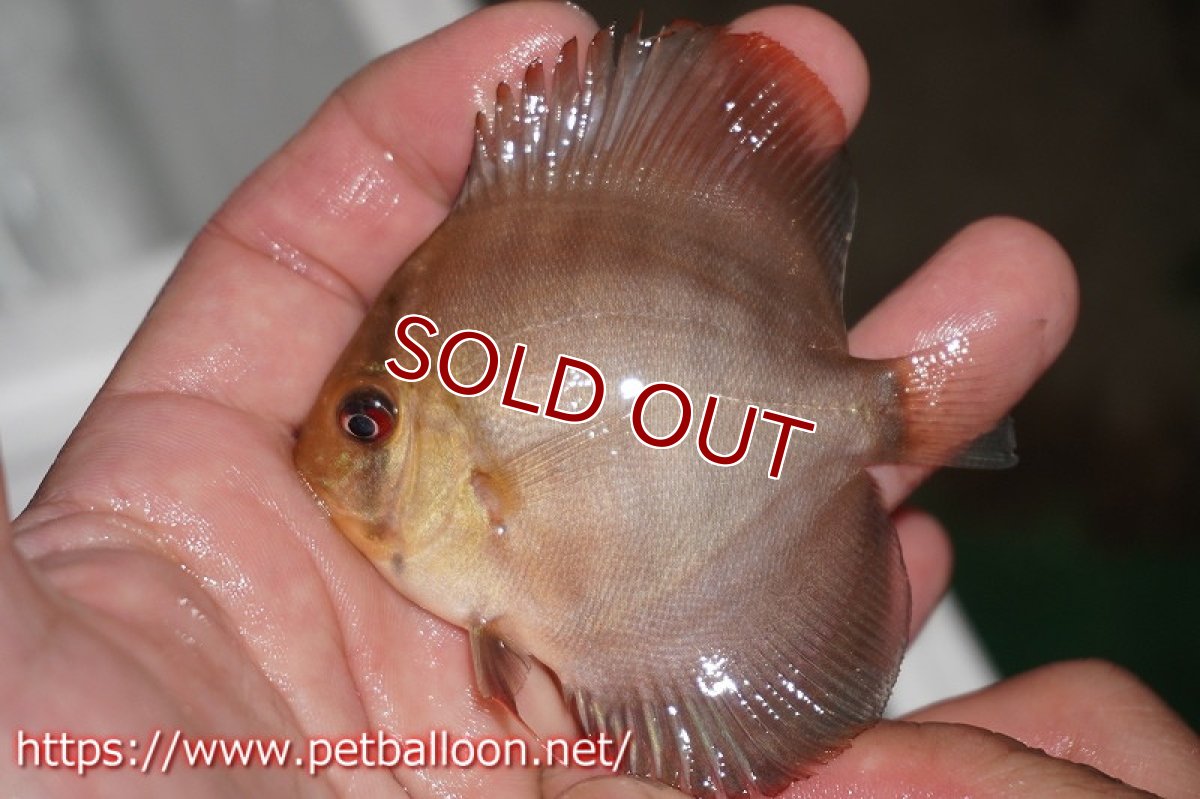 画像4: 【ディスカス】ワイルドクロススーパーレッドF2【5匹】【サンプル画像】6cm （生体） (4)