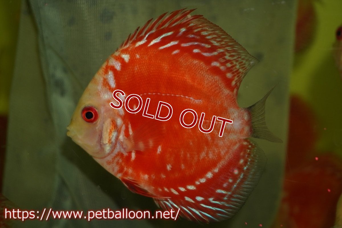 画像2: 【ディスカス】ラフレシアスーパーレッドピジョン【１匹】【サンプル画像】8cm（生体）ペナン　ブリーダーTAN CHEE LOK (2)