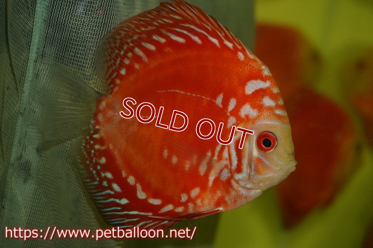 画像3: 【ディスカス】ラフレシアスーパーレッドピジョン【１匹】【サンプル画像】8cm（生体）ペナン　ブリーダーTAN CHEE LOK (3)