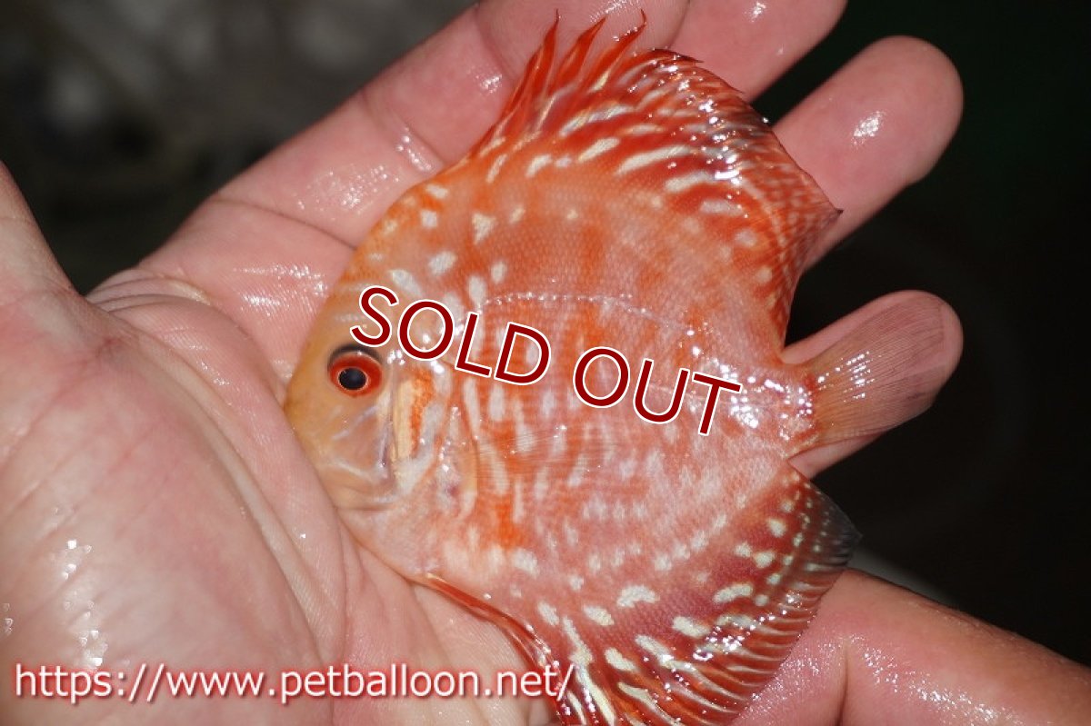 画像4: 【ディスカス】ラフレシアスーパーレッドピジョン【１匹】【サンプル画像】8cm（生体）ペナン　ブリーダーTAN CHEE LOK (4)