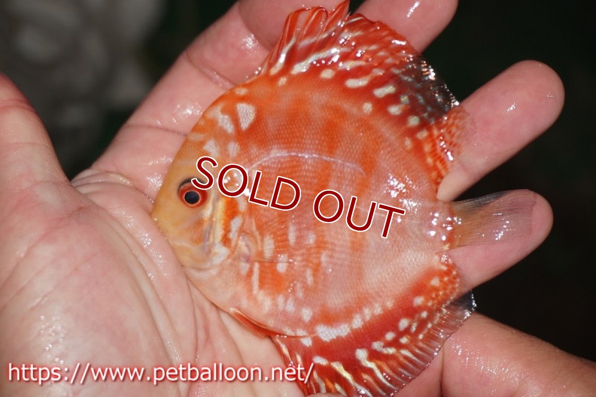 画像5: 【ディスカス】ラフレシアスーパーレッドピジョン【１匹】【サンプル画像】8cm（生体）ペナン　ブリーダーTAN CHEE LOK (5)