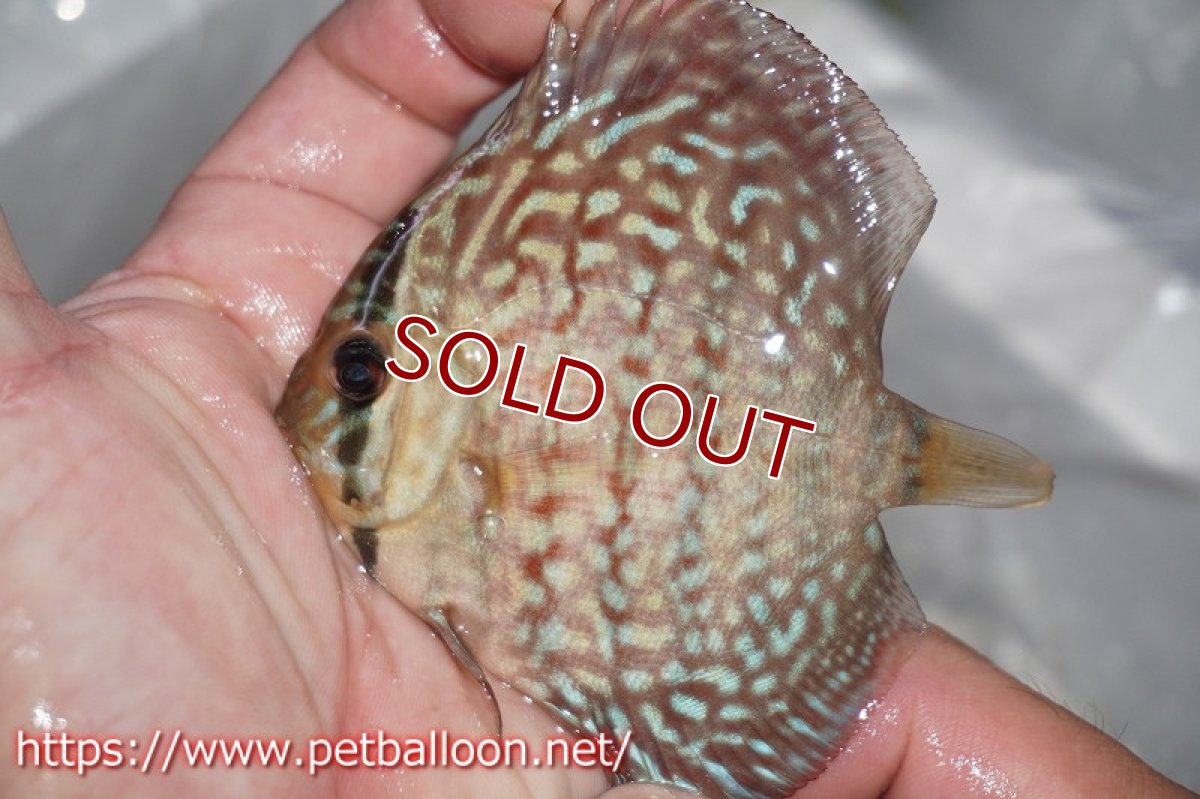 画像2: 【ディスカス】アルタムフローラ【5匹】【サンプル画像】7cm（生体）ペナン　ブリーダーTAN CHEE LOK (2)