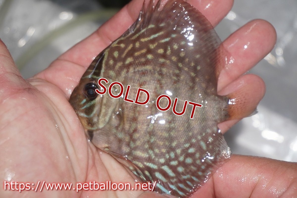 画像3: 【ディスカス】アルタムフローラ【5匹】【サンプル画像】7cm（生体）ペナン　ブリーダーTAN CHEE LOK (3)