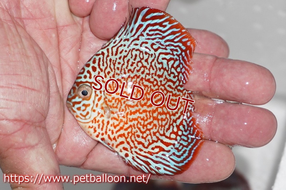 画像4: 【ディスカス】キングバイパー【3匹】【サンプル画像】8-9cm（生体）ペナン　ブリーダー コイケンロック (4)