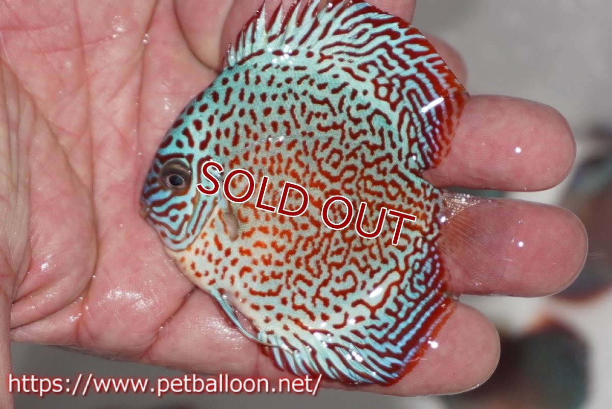 画像5: 【ディスカス】キングバイパー【3匹】【サンプル画像】8-9cm（生体）ペナン　ブリーダー コイケンロック (5)