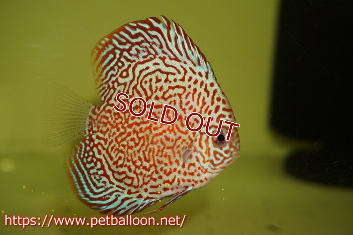 画像2: 【ディスカス】キングバイパー【5匹】【サンプル画像】8-9cm（生体）ペナン　ブリーダー コイケンロック (2)