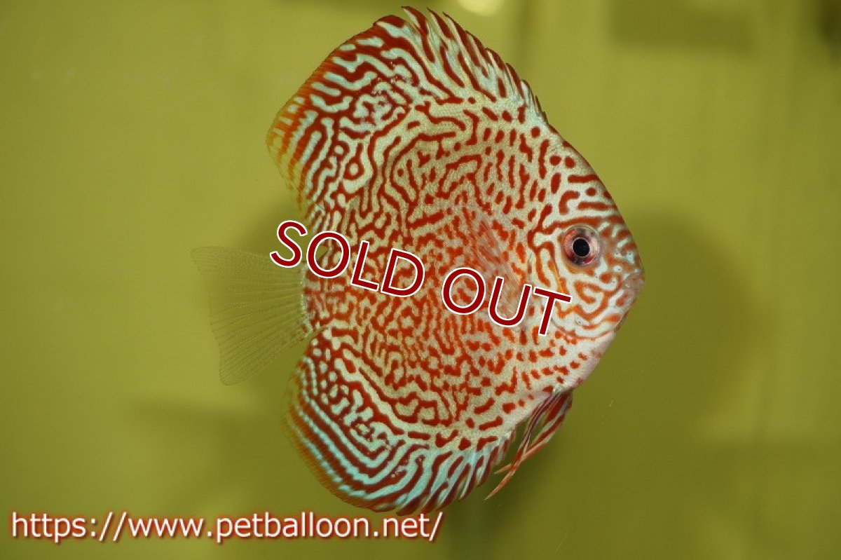 画像3: 【ディスカス】キングバイパー【5匹】【サンプル画像】8-9cm（生体）ペナン　ブリーダー コイケンロック (3)