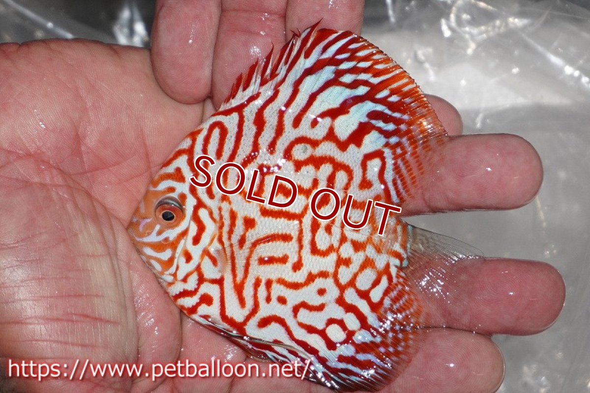 画像2: 【ディスカス】スーパーレッドジャガー【１匹】【サンプル画像】9-10cm（生体）ペナン　ブリーダー コイケンロック (2)