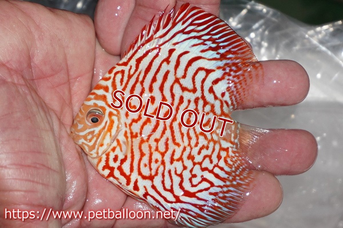 画像3: 【ディスカス】スーパーレッドジャガー【3匹】【サンプル画像】9-10cm（生体）ペナン　ブリーダー コイケンロック (3)