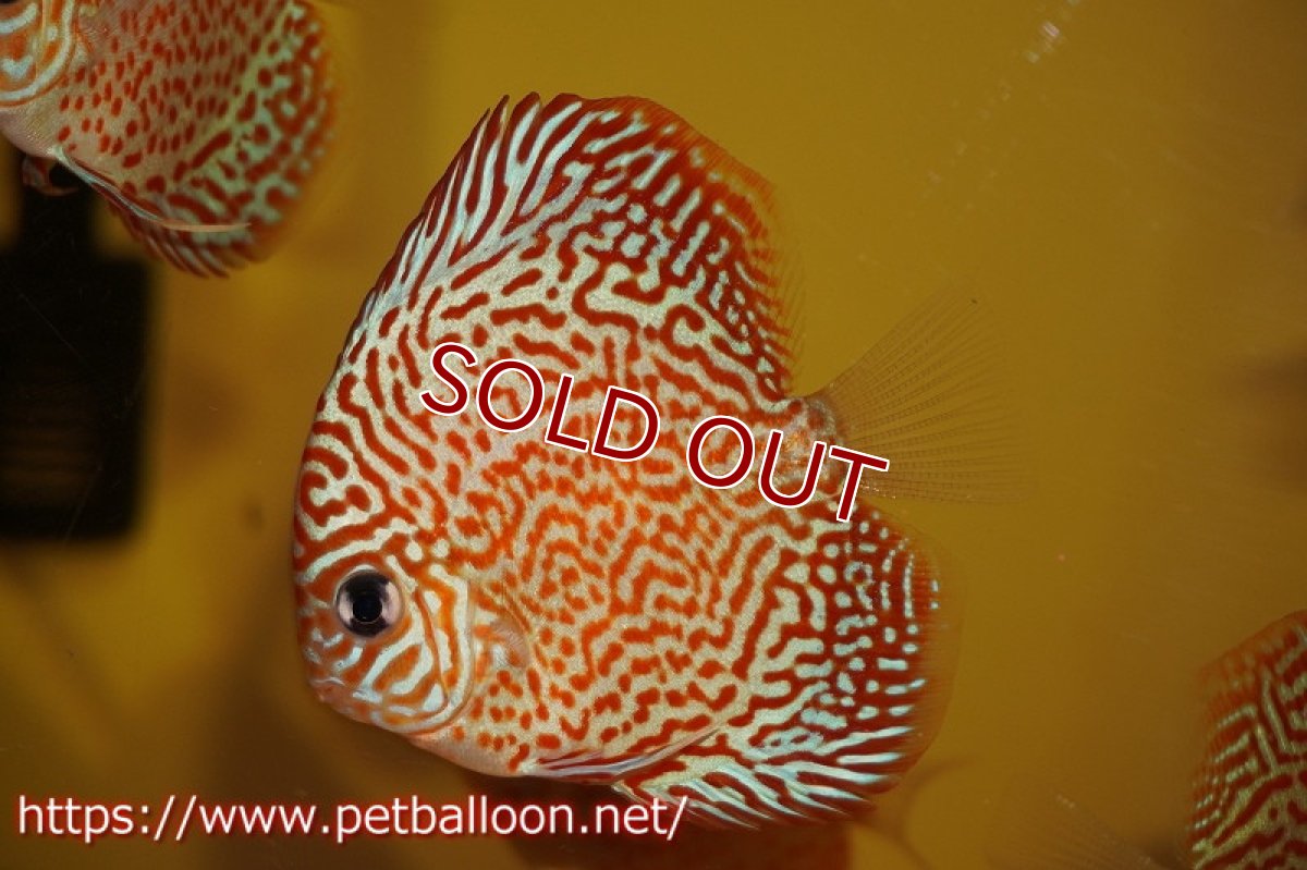 画像2: 【ディスカス】スーパーブルーレオパード 【１匹】【サンプル画像】6cm（生体）ペナン　ブリーダー コイケンロック (2)