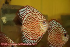 画像1: 【ディスカス】スーパーブルーレオパード 【3匹】【サンプル画像】6cm（生体）ペナン　ブリーダー コイケンロック (1)