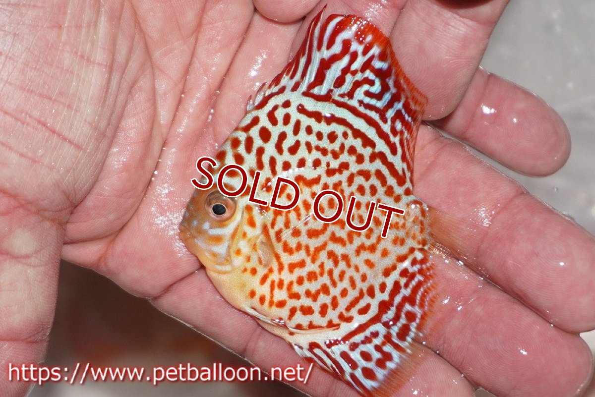 画像3: 【ディスカス】スーパーブルーレオパード 【3匹】【サンプル画像】6cm（生体）ペナン　ブリーダー コイケンロック (3)