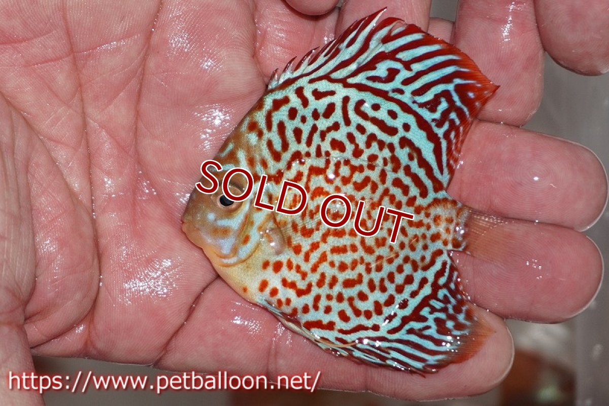 画像4: 【ディスカス】スーパーブルーレオパード 【5匹】【サンプル画像】6cm（生体）ペナン　ブリーダー コイケンロック (4)