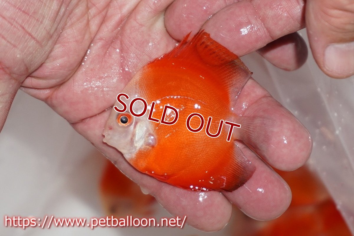 画像2: 【ディスカス】レッドゴールドダイヤモンド【5匹】【サンプル画像】6cm（生体）ペナン　ブリーダー コイケンロック (2)