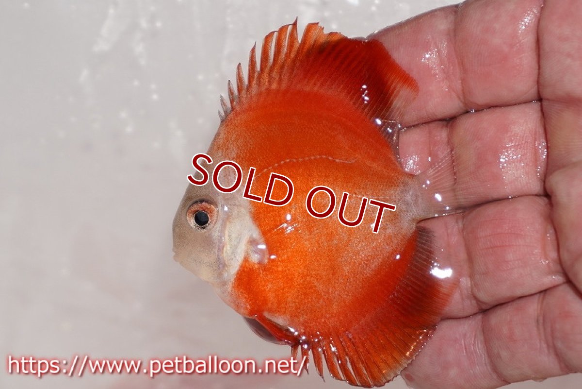 画像3: 【ディスカス】レッドゴールドダイヤモンド【5匹】【サンプル画像】6cm（生体）ペナン　ブリーダー コイケンロック (3)