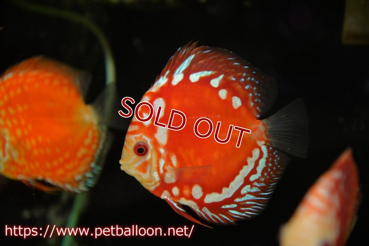 画像3: 【ディスカス】レッドマップスギャラクシー【１匹】【サンプル画像】10-11cm（生体）ペナン　ブリーダーTAN CHEE LOK (3)