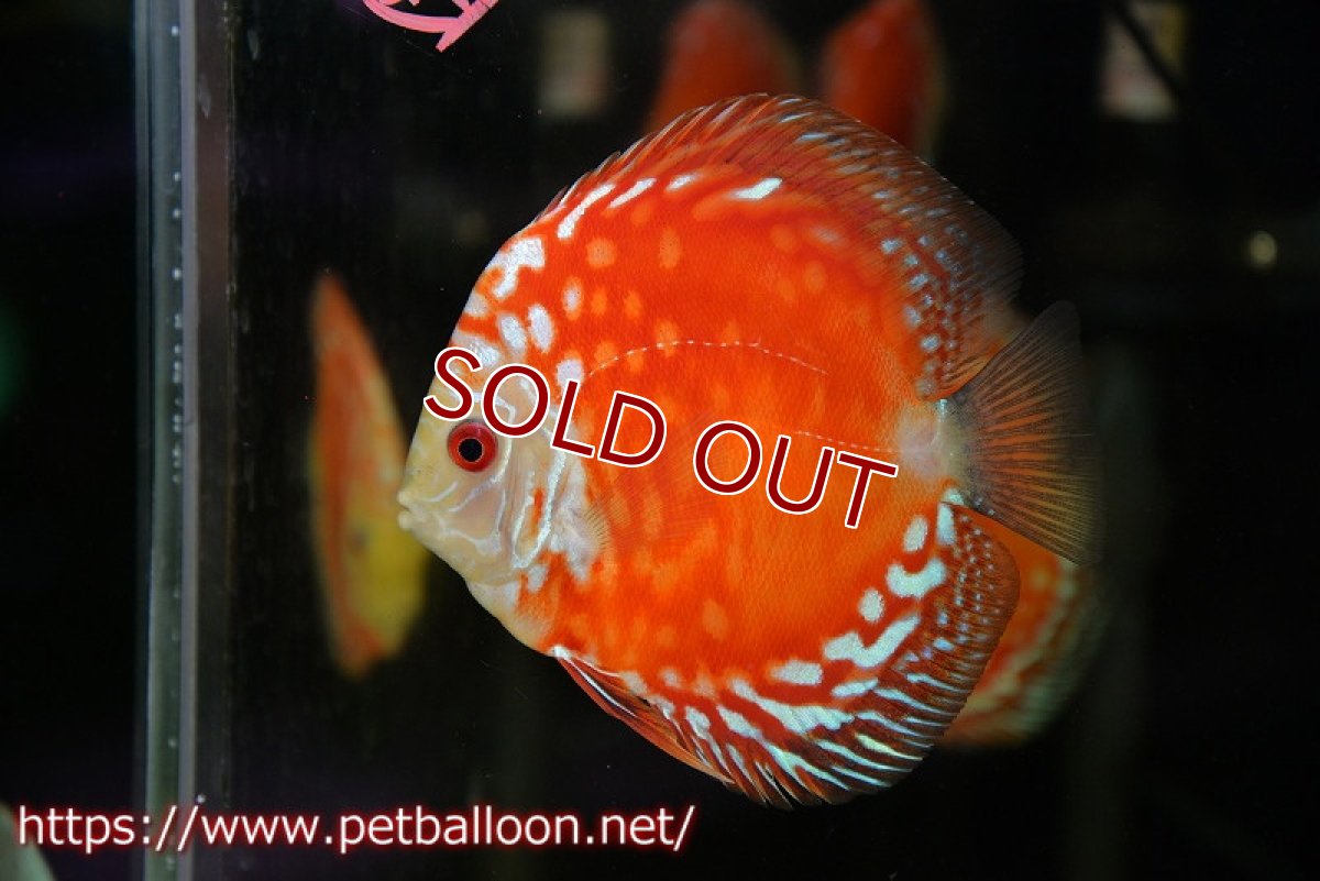 画像2: 【ディスカス】レッドマップスギャラクシー【5匹】【サンプル画像】10-11cm（生体）ペナン　ブリーダーTAN CHEE LOK (2)