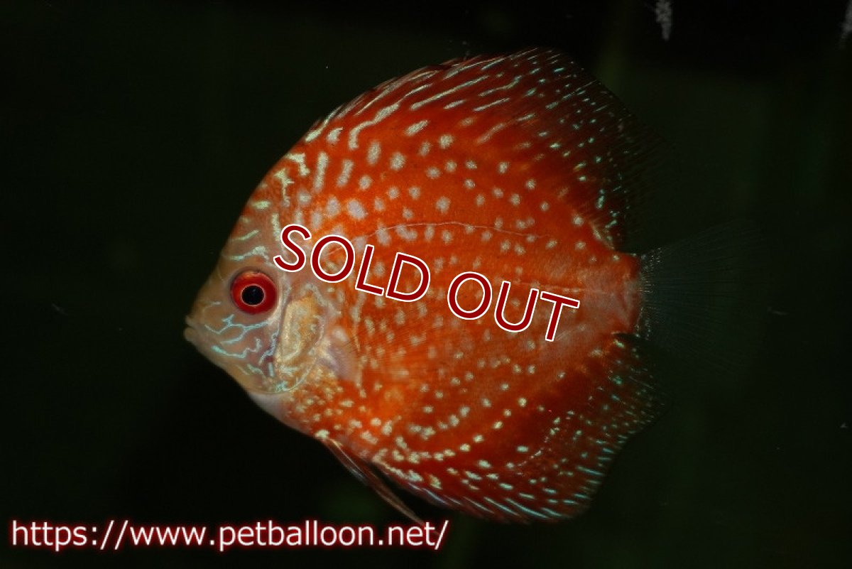 画像1: 【ディスカス】【ディスカス】【通販】【特価品】スターダストポルカドットスネーク1匹【サンプル画像】5-6cm（生体）（入門用にオススメの稚魚サイズ） (1)