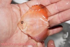 画像4: 【ディスカス】【通販】【特価品】スーパーレッドメロン5匹【サンプル画像】5-6cm（生体）（入門用にオススメの稚魚サイズ） (4)