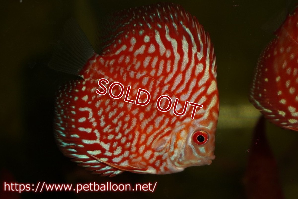 画像1: 【ウィンターセール クーポンご利用で更に10％OFF対象商品】【ディスカス】【通販】【特価品】スターダストポルカドット1匹【サンプル画像】5-6cm（生体）（入門用にオススメの稚魚サイズ） (1)