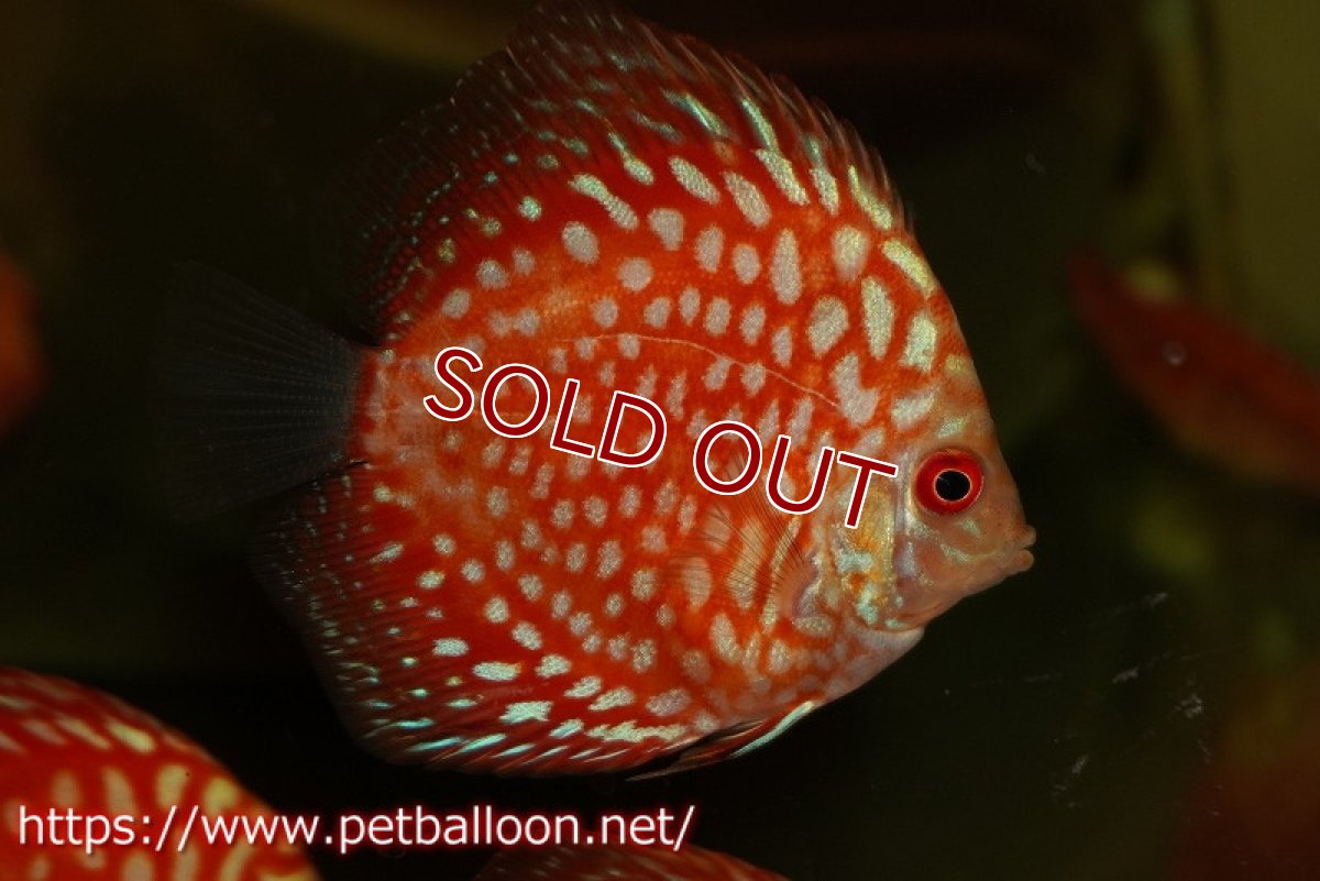 画像2: 【ウィンターセール クーポンご利用で更に10％OFF対象商品】【ディスカス】【通販】【特価品】スターダストポルカドット1匹【サンプル画像】5-6cm（生体）（入門用にオススメの稚魚サイズ） (2)