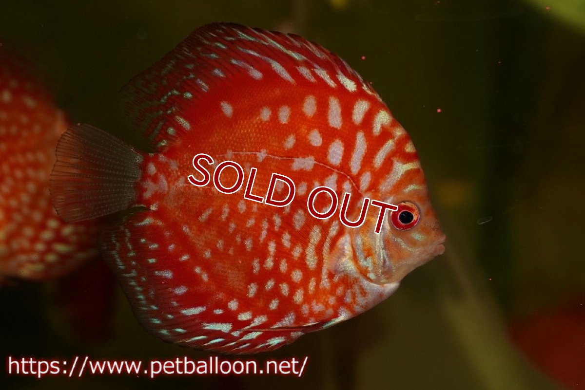 画像3: 【ウィンターセール クーポンご利用で更に10％OFF対象商品】【ディスカス】【通販】【特価品】スターダストポルカドット1匹【サンプル画像】5-6cm（生体）（入門用にオススメの稚魚サイズ） (3)