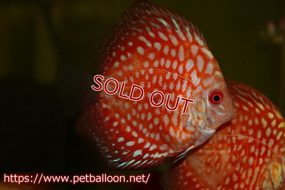 画像4: 【ウィンターセール クーポンご利用で更に10％OFF対象商品】【ディスカス】【通販】【特価品】スターダストポルカドット1匹【サンプル画像】5-6cm（生体）（入門用にオススメの稚魚サイズ） (4)