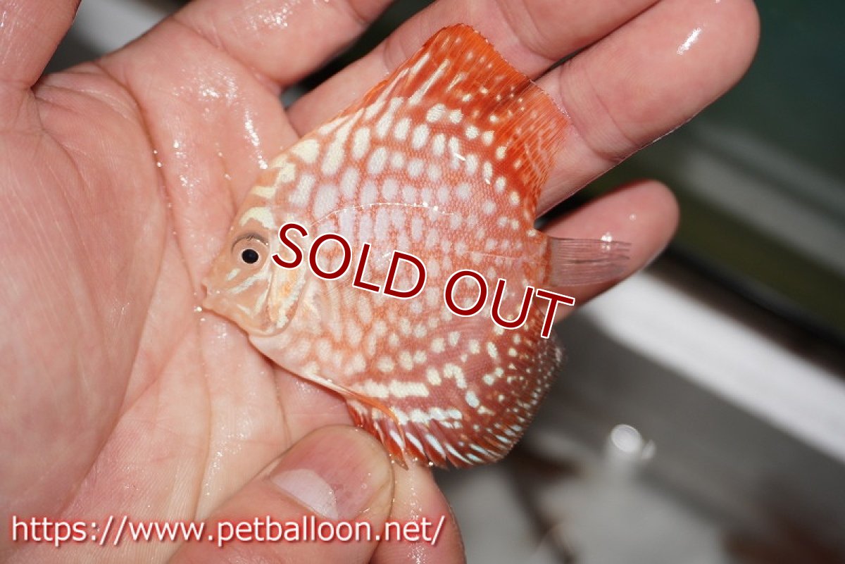 画像6: 【ウィンターセール クーポンご利用で更に10％OFF対象商品】【ディスカス】【通販】【特価品】スターダストポルカドット1匹【サンプル画像】5-6cm（生体）（入門用にオススメの稚魚サイズ） (6)