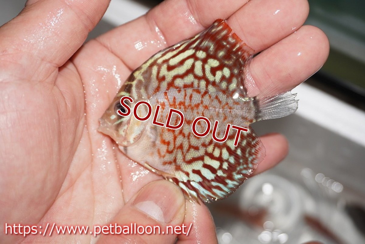 画像2: 【ディスカス】【ディスカス】【通販】【特価品】レッドターコイズ（3バー）3匹【サンプル画像】5-6cm（生体）（入門用にオススメの稚魚サイズ） (2)