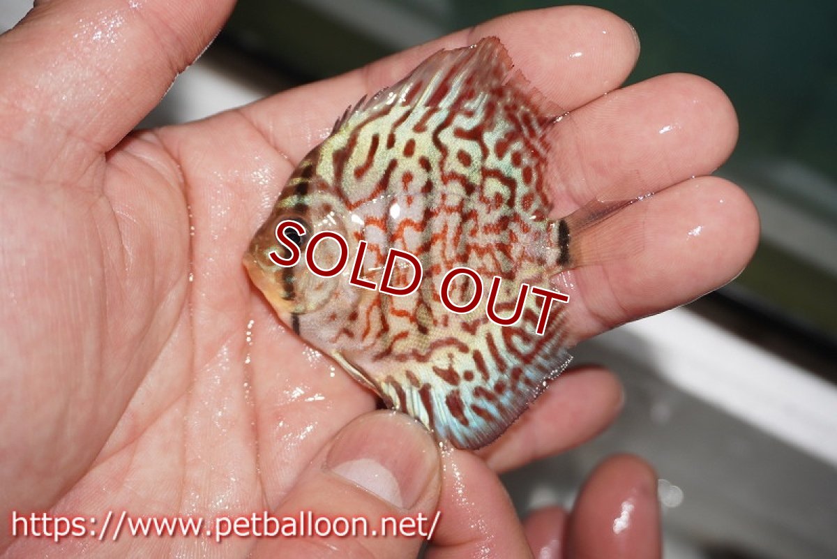 画像3: 【ディスカス】【ディスカス】【通販】【特価品】レッドターコイズ（3バー）3匹【サンプル画像】5-6cm（生体）（入門用にオススメの稚魚サイズ） (3)