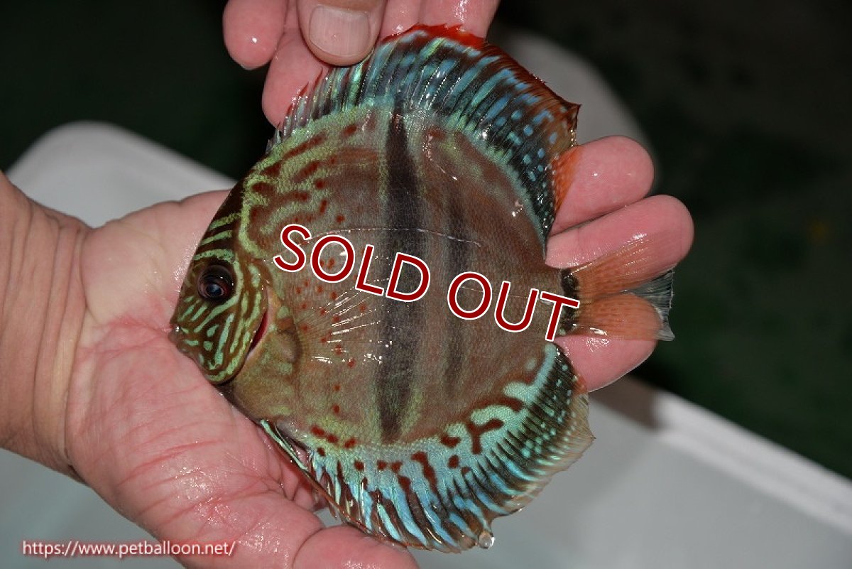 画像2: 【ディスカス】ヘッケルクロス イサレッド【個体販売】14cm (推定オス)(生体)ブリーダー:台湾 滿彩堂 (2)