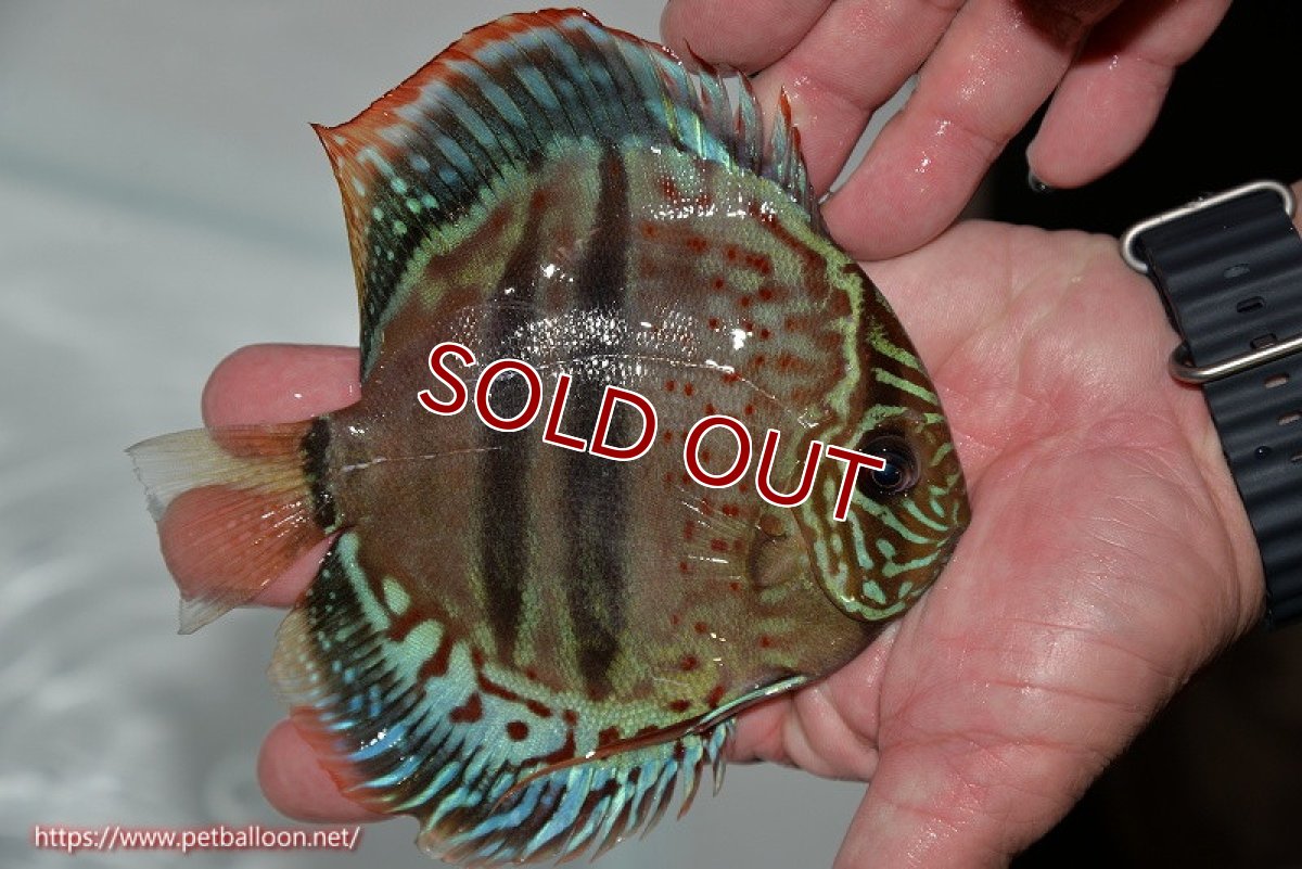 画像3: 【ディスカス】ヘッケルクロス イサレッド【個体販売】14cm (推定オス)(生体)ブリーダー:台湾 滿彩堂 (3)