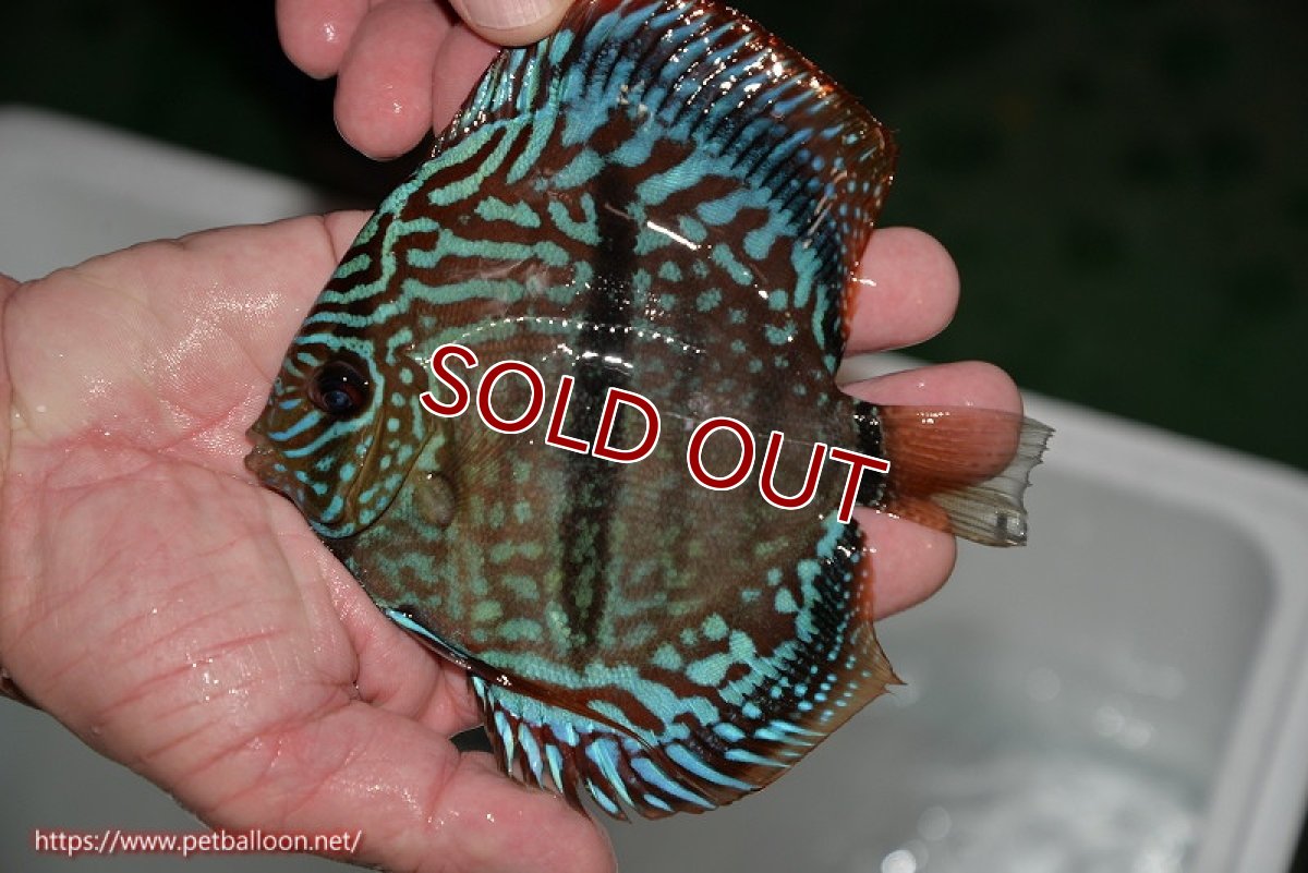 画像2: 【ディスカス】ヘッケルクロス イサレッド【個体販売】14cm (推定オス）（生体）ブリーダー：台湾　滿彩堂 (2)