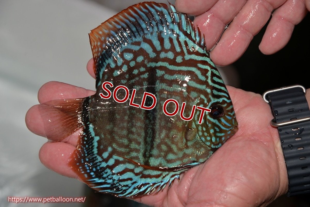 画像3: 【ディスカス】ヘッケルクロス イサレッド【個体販売】14cm (推定オス）（生体）ブリーダー：台湾　滿彩堂 (3)