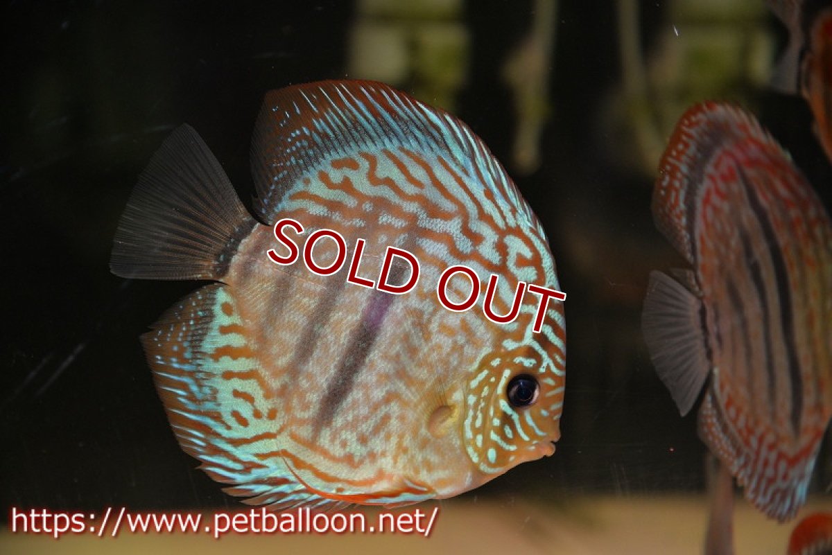 画像2: 【ディスカス】ヘッケルクロス イサレッド【個体販売】13cm(推定オス)(生体)ブリーダー:台湾 滿彩堂 (2)