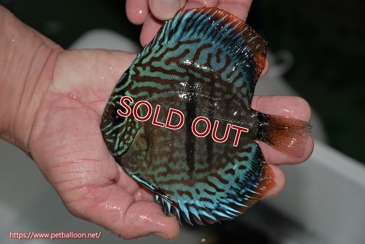 画像3: 【ディスカス】ヘッケルクロス イサレッド【個体販売】13cm(推定オス)(生体)ブリーダー:台湾 滿彩堂 (3)