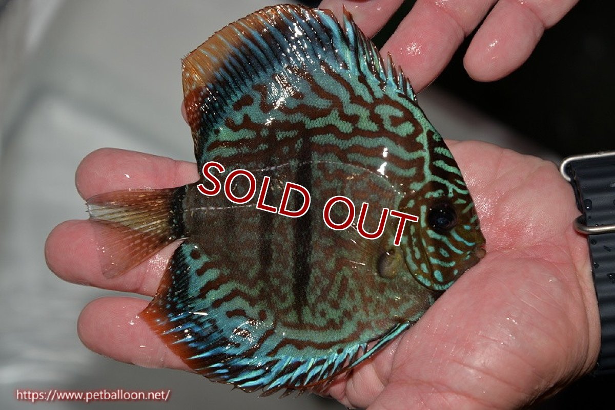 画像4: 【ディスカス】ヘッケルクロス イサレッド【個体販売】13cm(推定オス)(生体)ブリーダー:台湾 滿彩堂 (4)