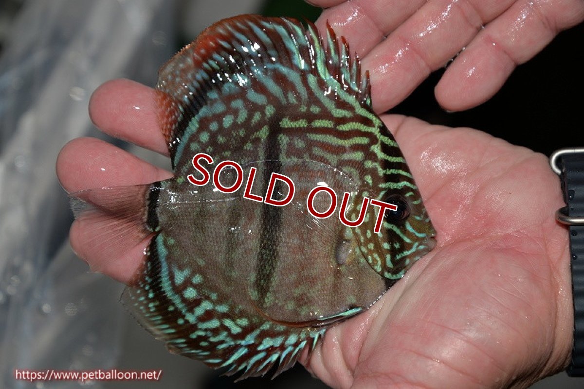 画像3: 【ディスカス】ヘッケルクロス イサレッド【個体販売】12cm(推定オス)(生体)ブリーダー:台湾 滿彩堂 (3)