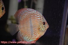 画像1: 【ディスカス】ヘッケルクロス イサレッド【個体販売】13cm(推定オス）（生体）ブリーダー：台湾　滿彩堂 (1)