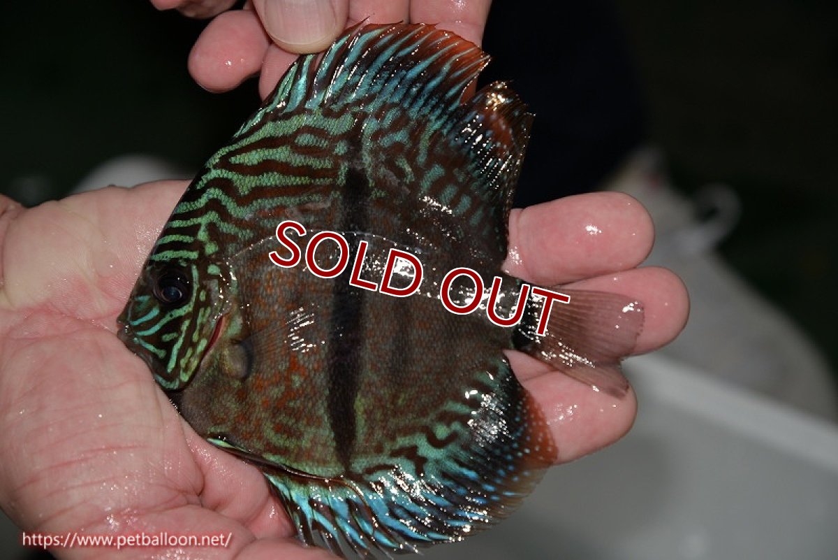 画像2: 【ディスカス】ヘッケルクロス イサレッド【個体販売】13cm(推定オス)(生体)ブリーダー:台湾 滿彩堂 (2)